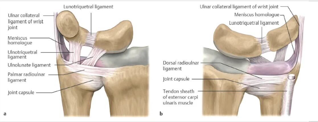 Ulnar Sided Wrist Pain: An Intro